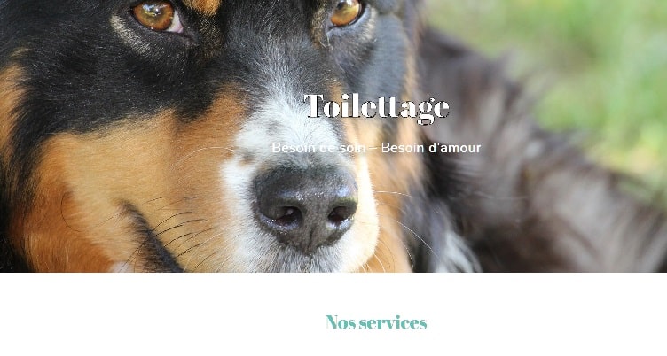 Site web salon de toilettage prêt à l’emploi en vente
